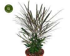 Aralia Castor (Dizygotheca elegantissima